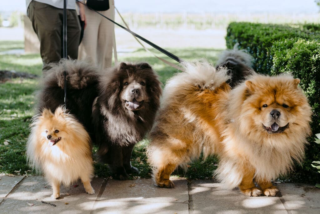 Two black dogs and two brown dogs on the path at a wedding.
